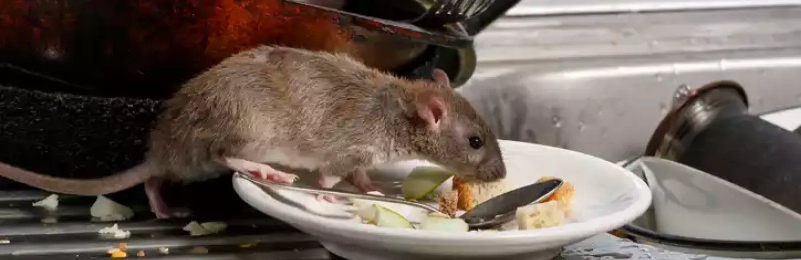 mouse in sink